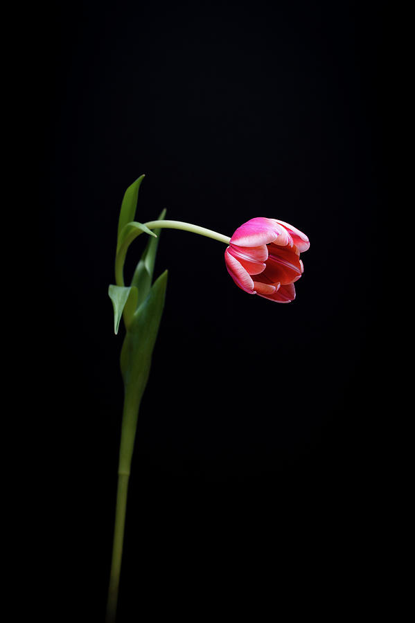 Tulip Photograph by Melanie Lawson - Fine Art America