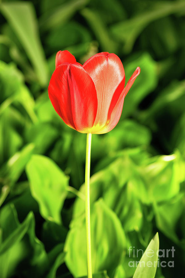 Tulip Photograph by Mendelex Photography