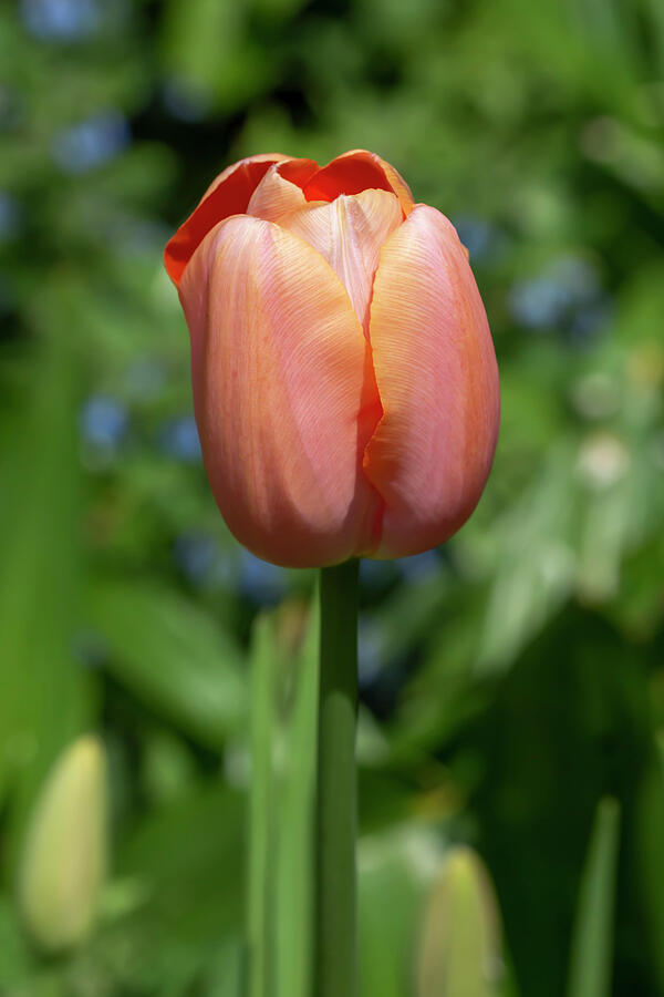 Tulip Menton 3 Photograph by Dawn Cavalieri - Fine Art America