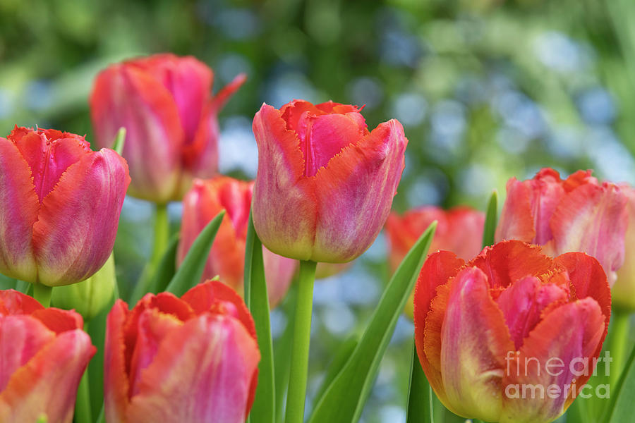 Tulip Photograph - Tulip Miami Sunset Flowers in Spring by Tim Gainey
