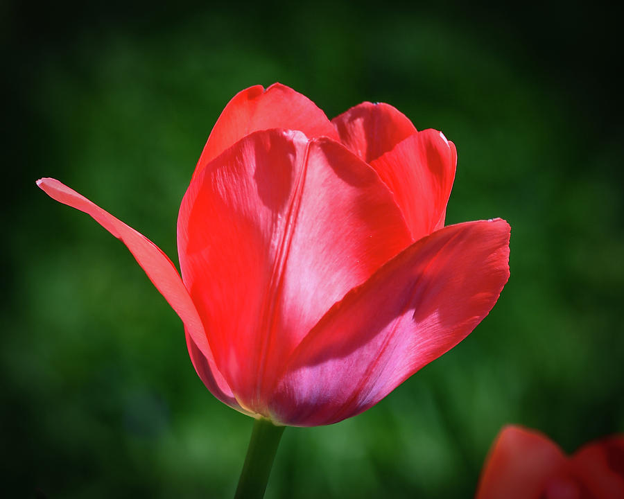 Tulip Photograph by Michelle Wittensoldner