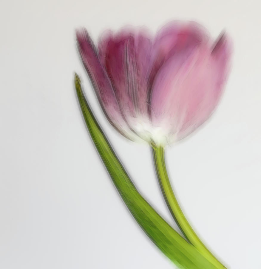 Tulip Misbehaving  Photograph by Sylvia Goldkranz