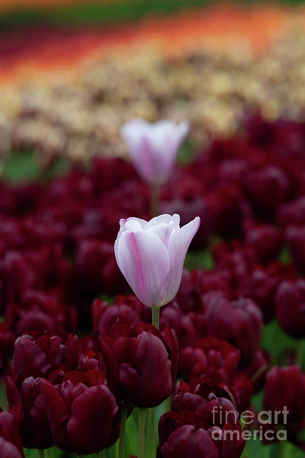 Tulip Mistress Mystic Flower Photograph by Tim Gainey