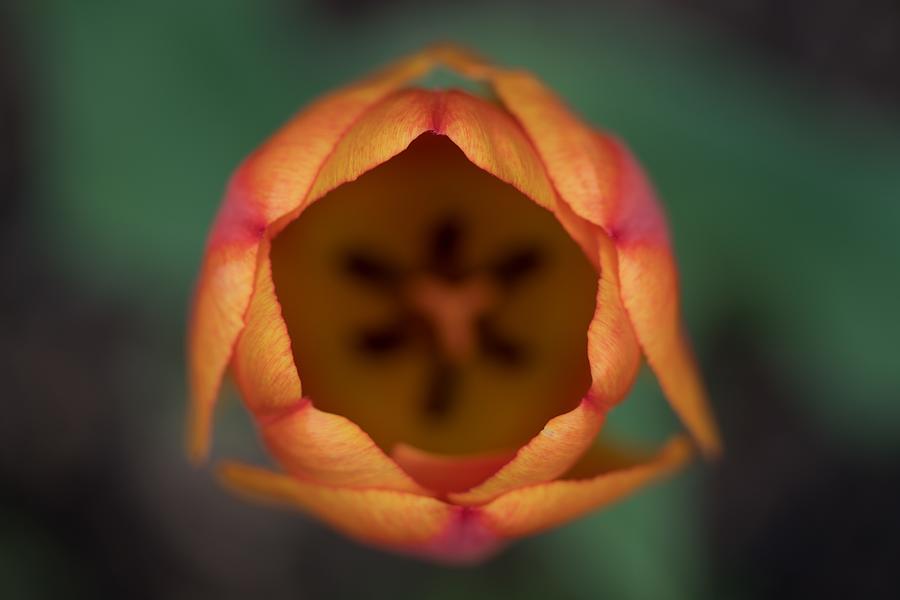 Spring Photograph - Tulip by Morgan Afton