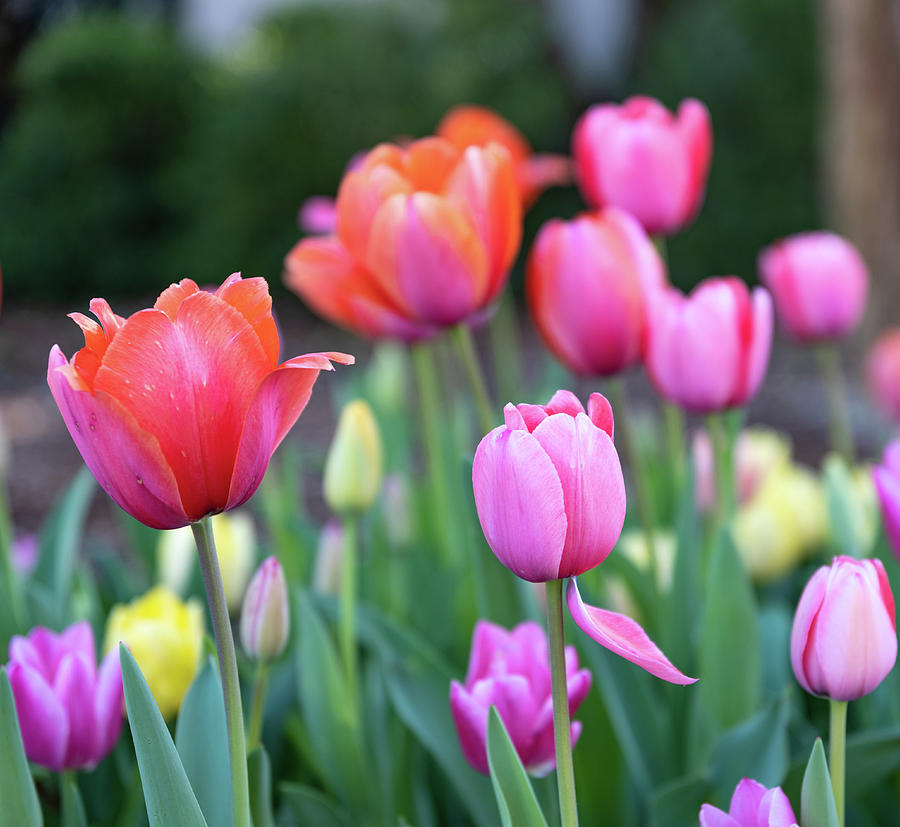 Tulip Morning Photograph by Debbie Karnes - Fine Art America