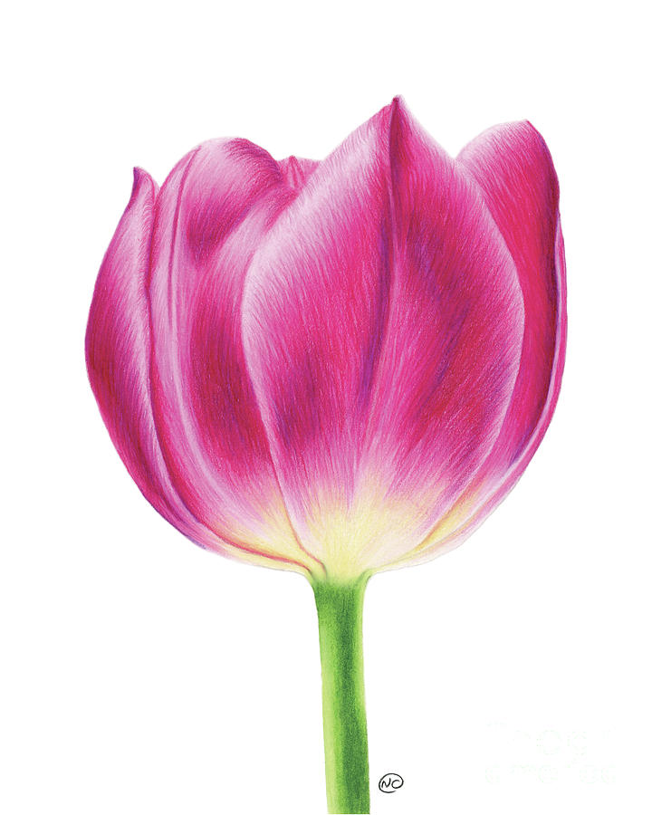 Tulip Drawing by Naomi Couture - Fine Art America
