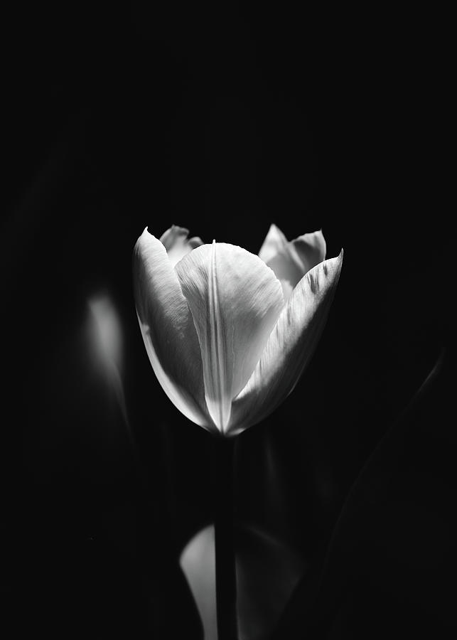 Tulip Noir Photograph by Bob Orsillo