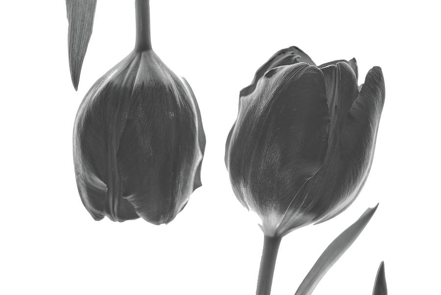Black And White Photograph - Tulip Number 2  by Lars King