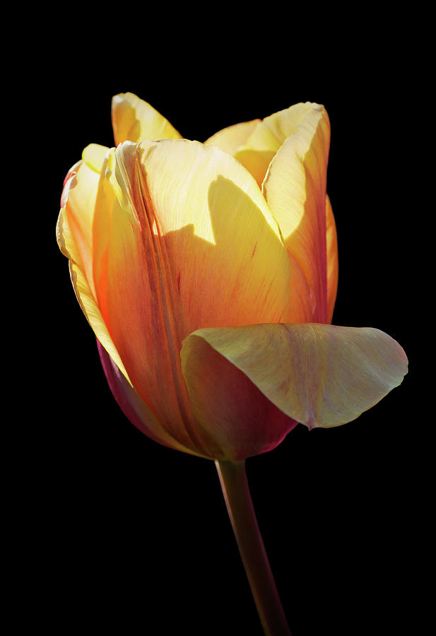 Tulip on Black Photograph by Maria Meester