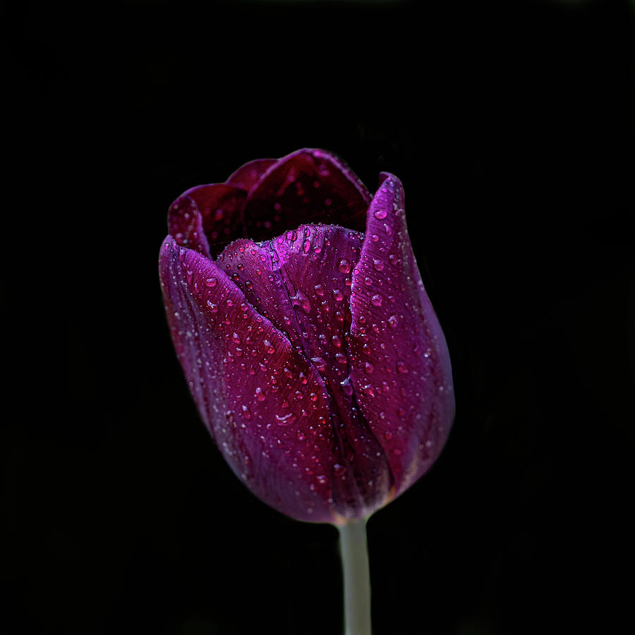 Tulip On black Photograph by Paul Freidlund
