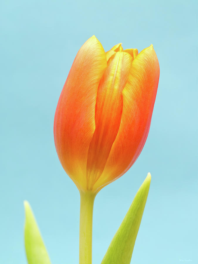 Tulip on Blue Photograph by Wim Lanclus