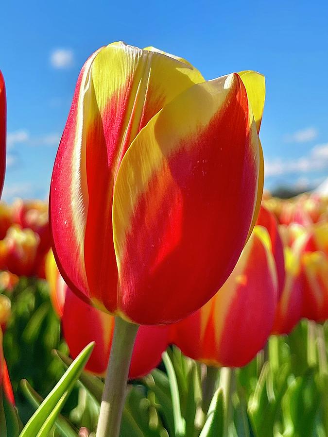 Tulip on Fire Photograph by Brian Eberly