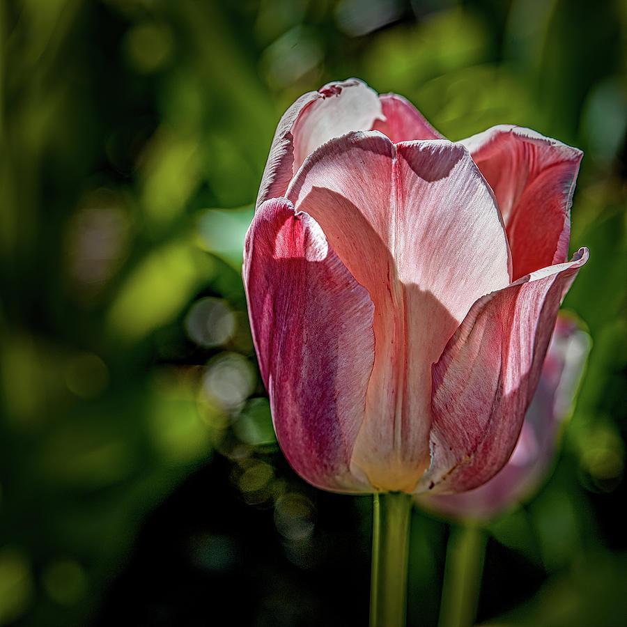 Tulip On Green #j8 Photograph by Leif Sohlman