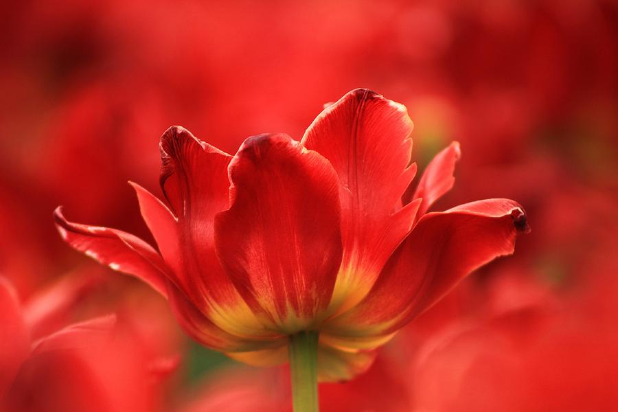 Tulip On Red Photograph