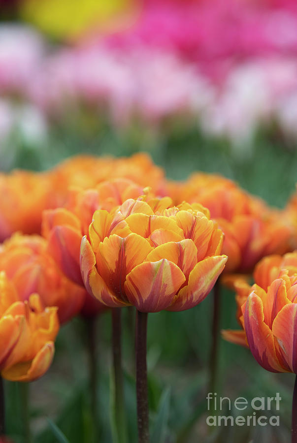 Tulip Orange Princess Photograph by Tim Gainey