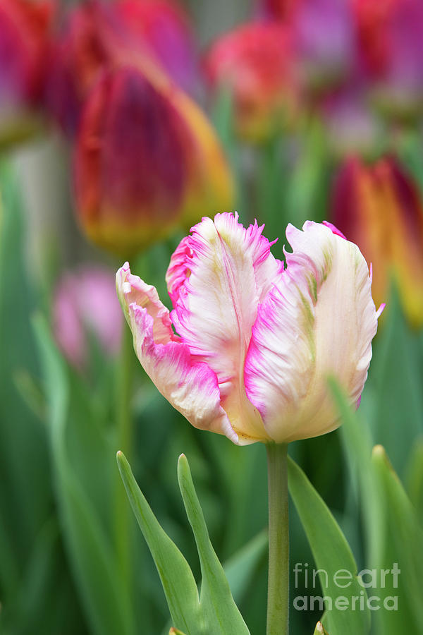 Tulip Parrot Pink Vision Flower in an English Garden Photograph by Tim Gainey