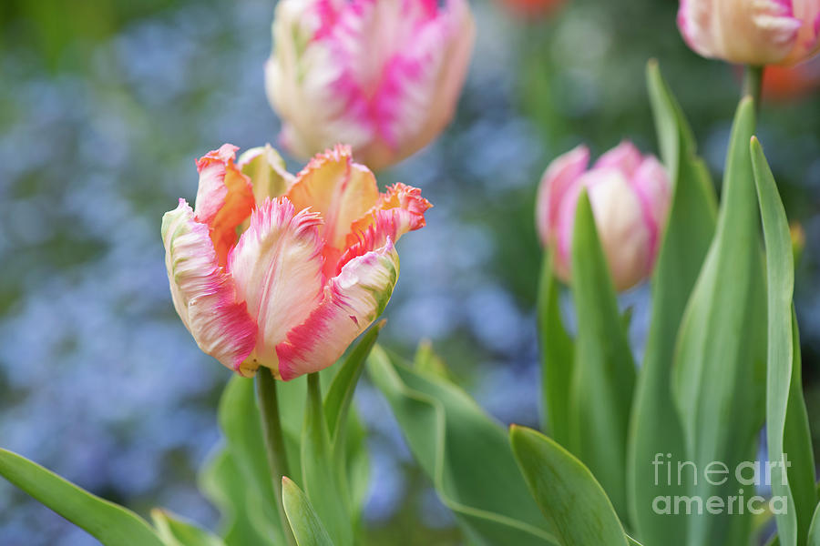 Tulip Parrot Pink Vision Flowers Photograph by Tim Gainey