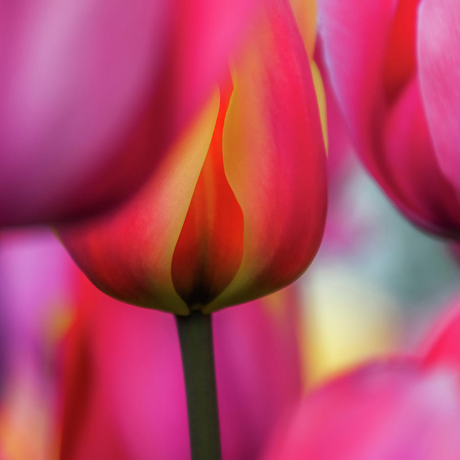 Tulip Passion  Photograph by Emerita Wheeling