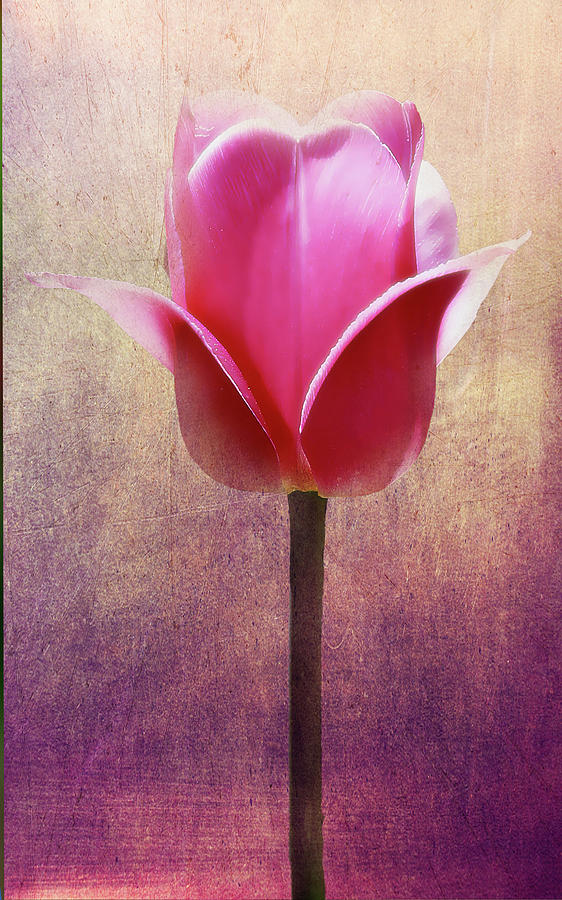 Tulip Photograph by Patrick Boening