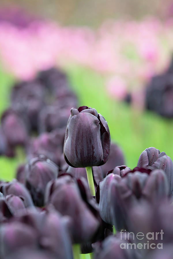 Tulip Paul Scherer Photograph by Tim Gainey