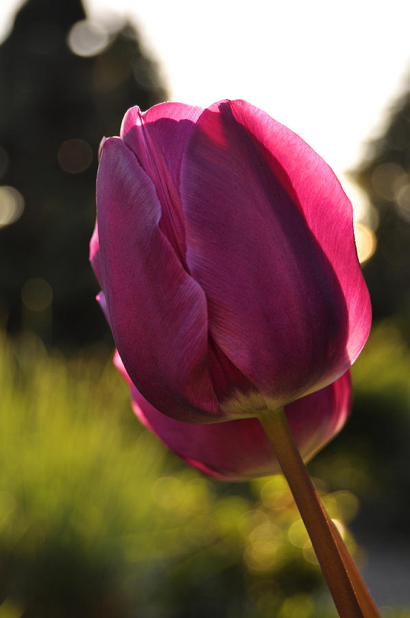 Tulip Photograph by Pelo Blanco Photo