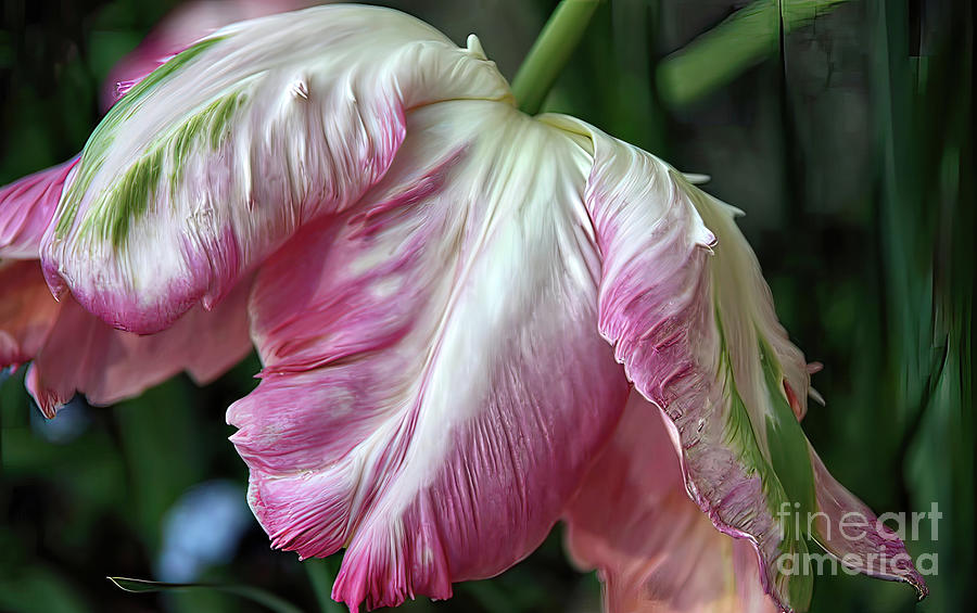 Tulip perfection Photograph by Jolanta Anna Karolska