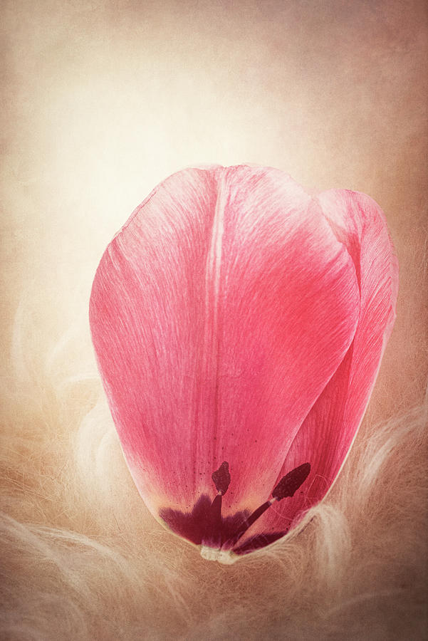 Tulip Petal Photograph by Philippe Sainte-Laudy