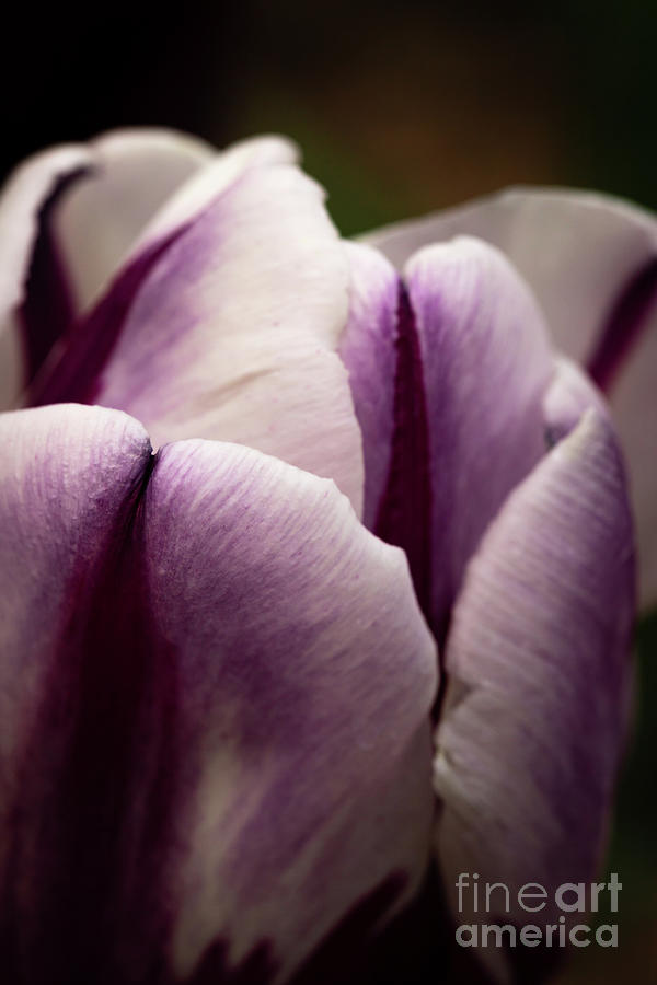 Tulip Petals Photograph by Ana V Ramirez