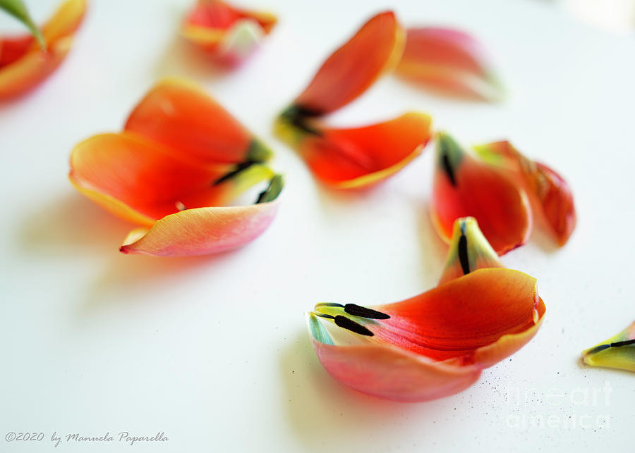 Tulip Petals Photograph by Manuelas Camera Obscura