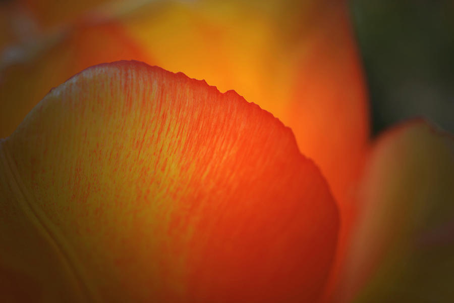 Tulip Petals Photograph by Richard Andrews