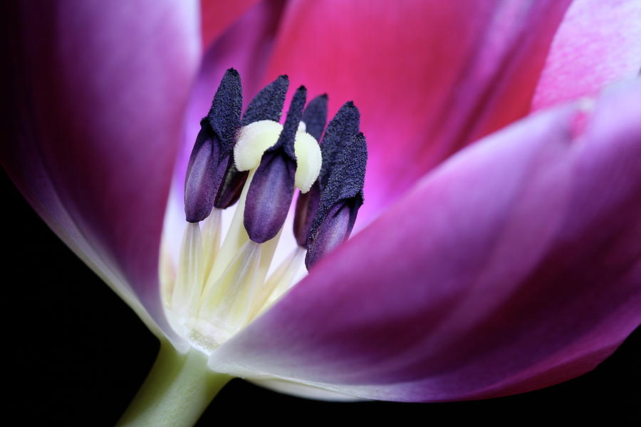 Tulip Pink 3917 Photograph by Julie Powell