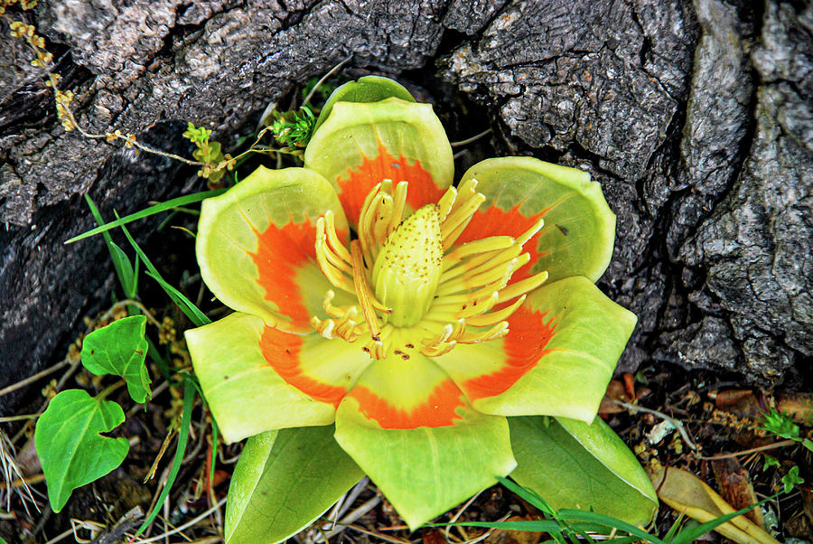 Tulip Poplar Flower 3 Photograph by Linda Segerson
