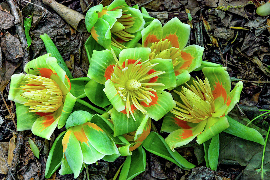 Tulip Poplar Flower 4 Photograph by Linda Segerson