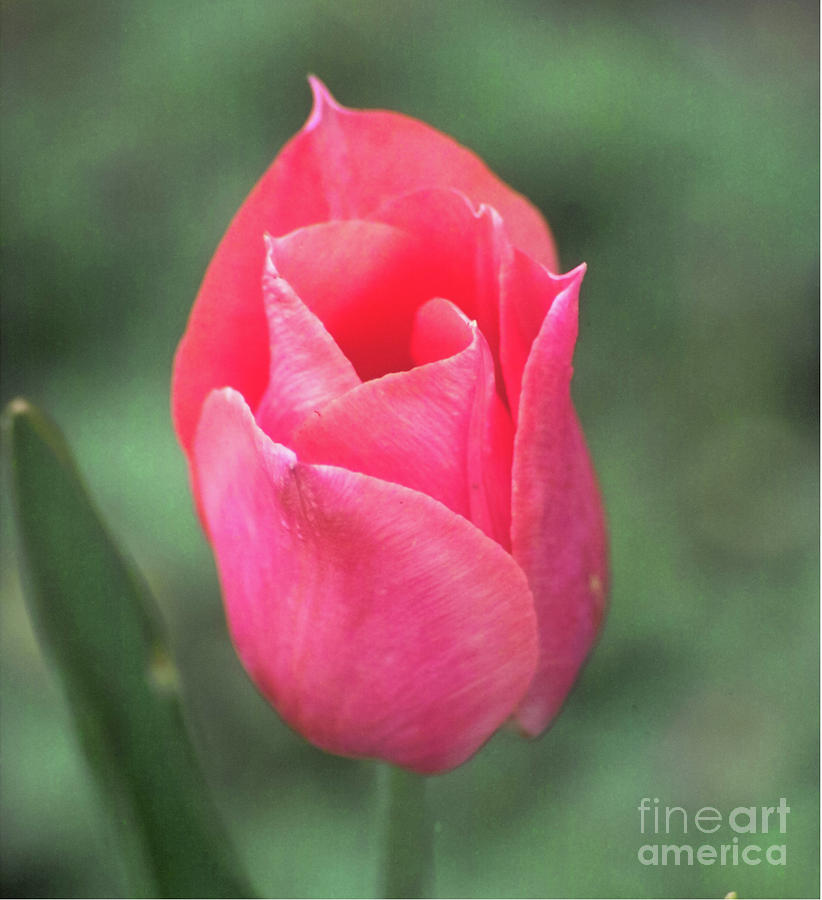 Tulip Portrait Photograph by Kimberly Blom-Roemer