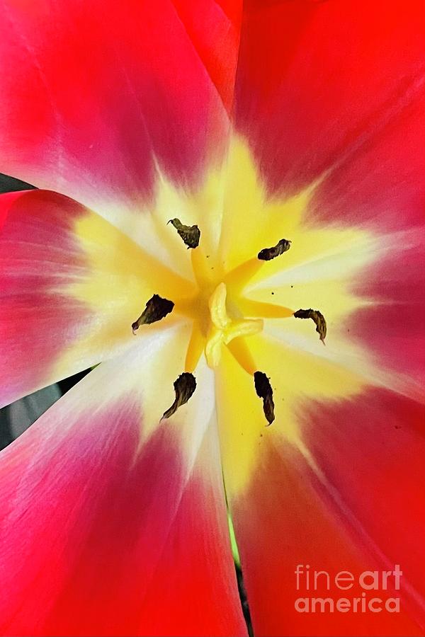 Tulip Power Photograph