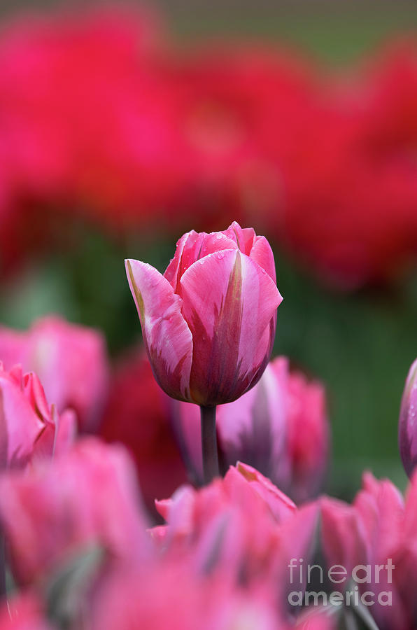 Tulip Pretty Princess Flower Photograph by Tim Gainey