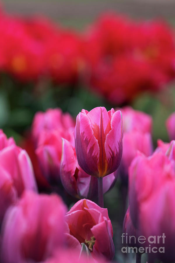 Tulip Pretty Princess Photograph by Tim Gainey
