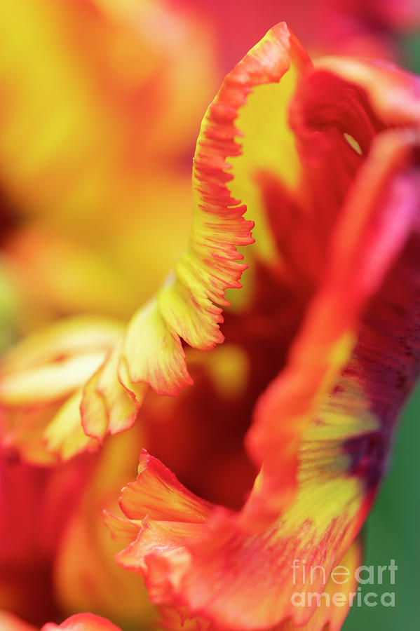 Tulip Rasta Parrot Flower Abstract Photograph by Tim Gainey