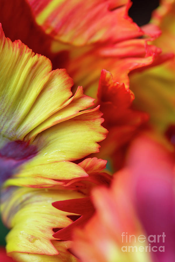 Tulip Rasta Parrot Flower Petal Abstract Photograph by Tim Gainey