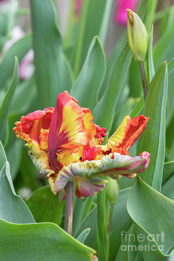 Tulip Rasta Parrot Flower Photograph by Tim Gainey