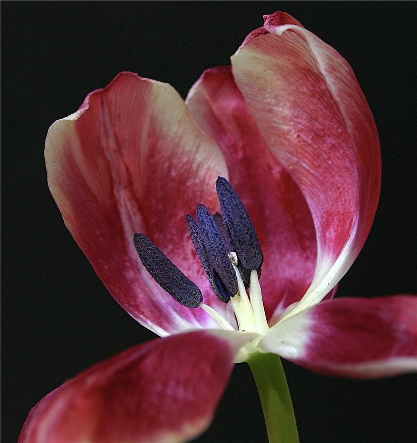 Tulip Red 042207 Photograph by Julie Powell