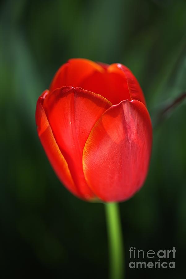 Nature Photograph - Tulip Red With A Hint Of Yellow by Joy Watson