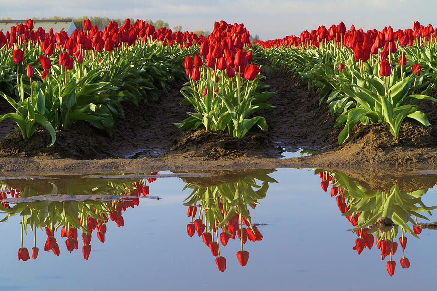Tulip Reflection Photograph by Michael Rauwolf