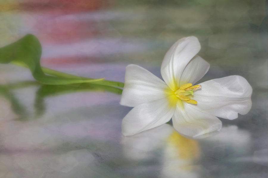 Tulip Reflection - Horizontal Photograph by Teresa Wilson