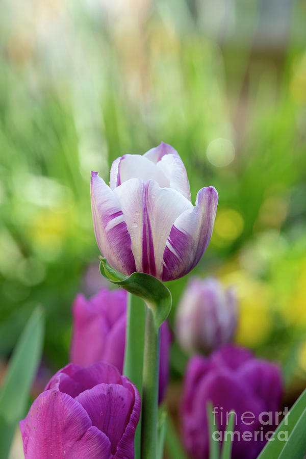 Tulip Photograph - Tulip Rems Favourite Flower by Tim Gainey