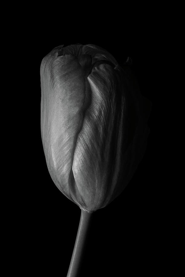 Tulip Photograph by Richard Rizzo