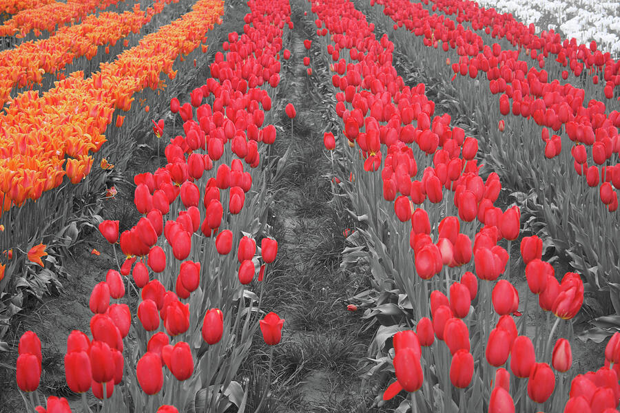 Tulip Rows Photograph by Dylan Punke Tulip Rows Photograph by Dylan Punke