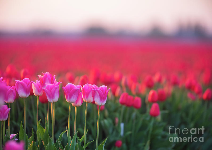 Tulip Rows Of Pink And Red Photograph
