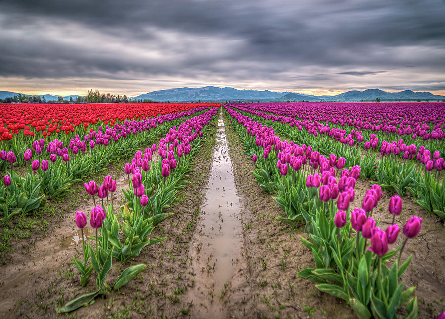 Tulip Rows Photograph by Spencer McDonald