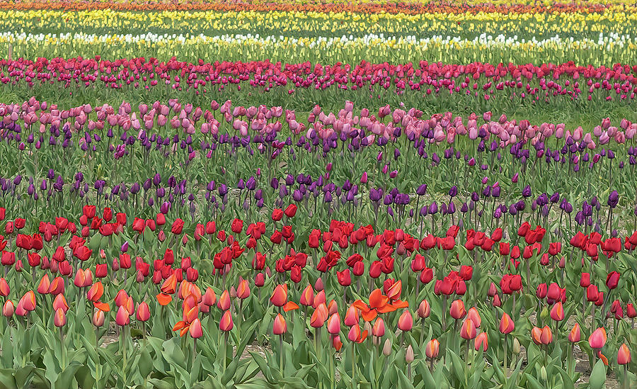 Tulip Rows  Photograph by Sylvia Goldkranz